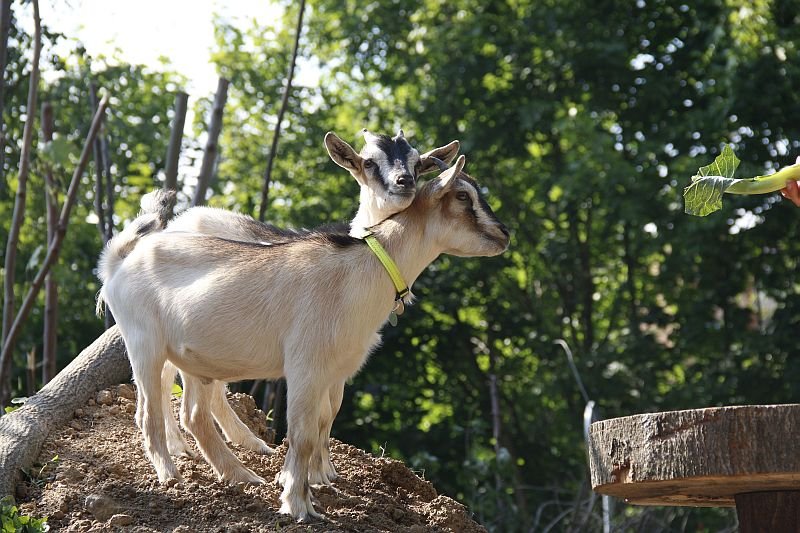 Apartmá SunGarden Liberec