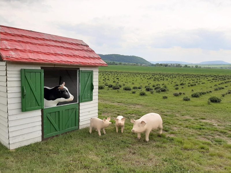 Levandulové údolí