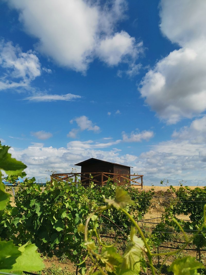 Degustační stánek Znovínu Znojmo na viniční trati Peklo v Šatově