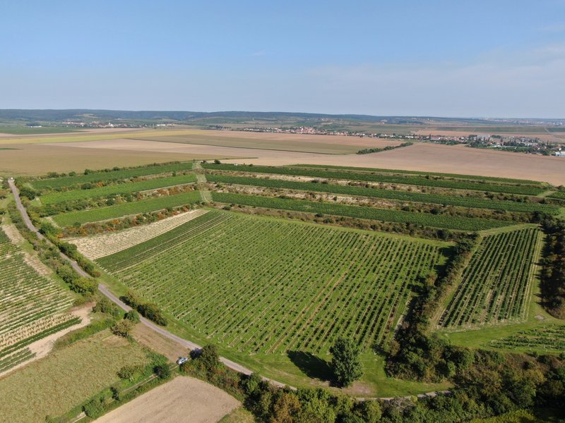 Degustační stánek Znovínu Znojmo na viniční trati Peklo v Šatově