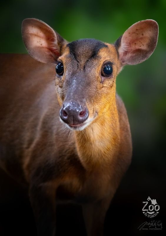 Zoopark Na Hrádečku